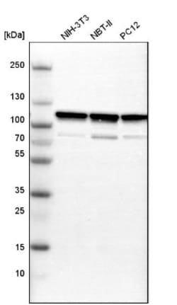 alpha-Actinin 1 Antibody, Novus Biologicals 0.1mL; Unlabeled:Antibodies,
